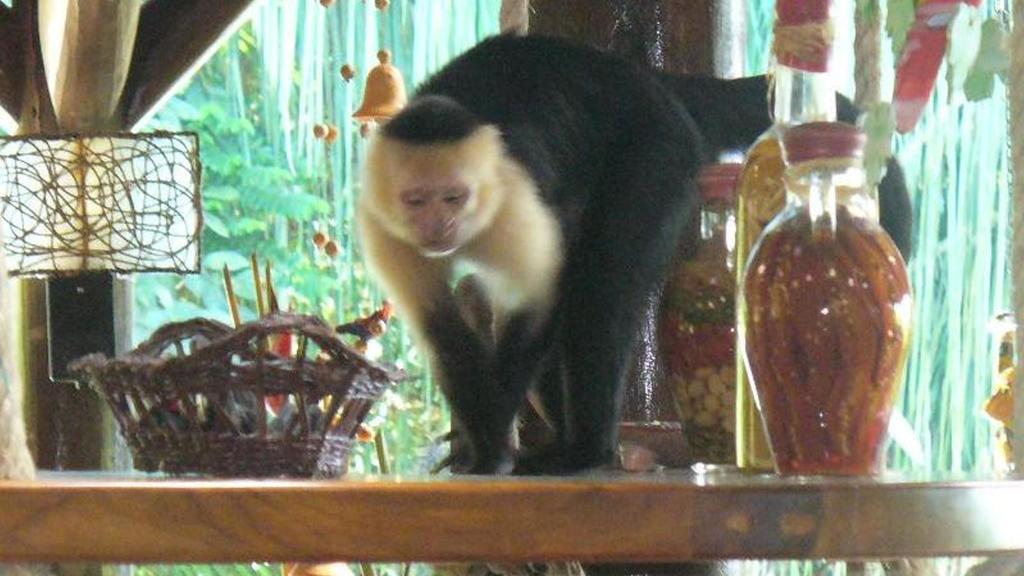 Jungle Villa Nationalpark Nationalpark Manuel Antonio Exterior foto